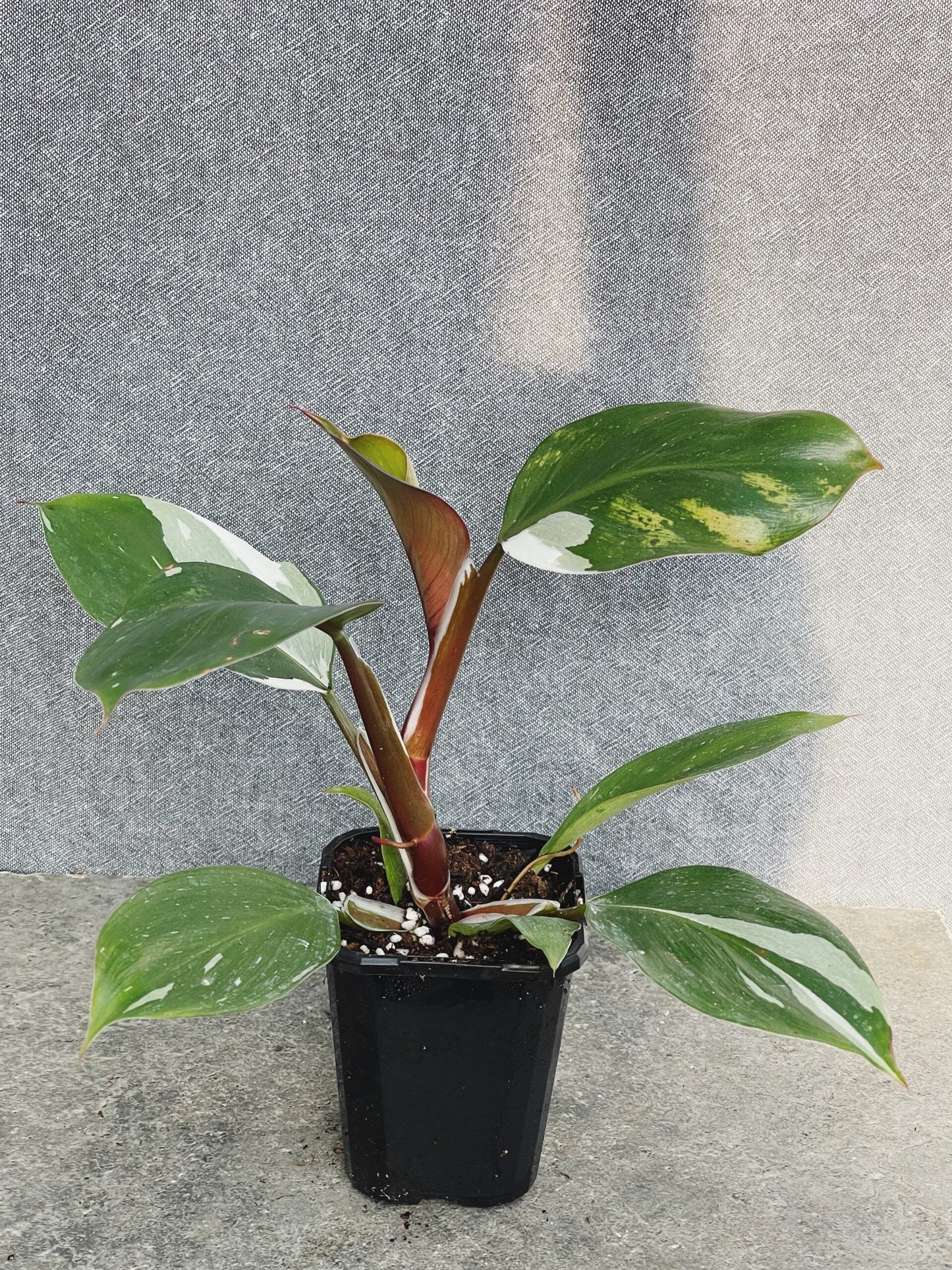 Philodendron White Knight