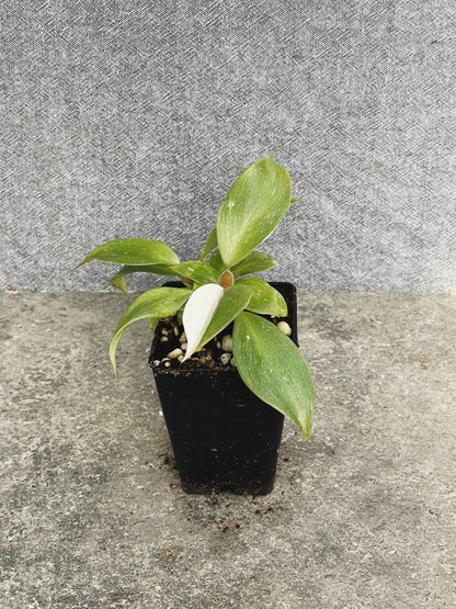 Philodendron White Knight