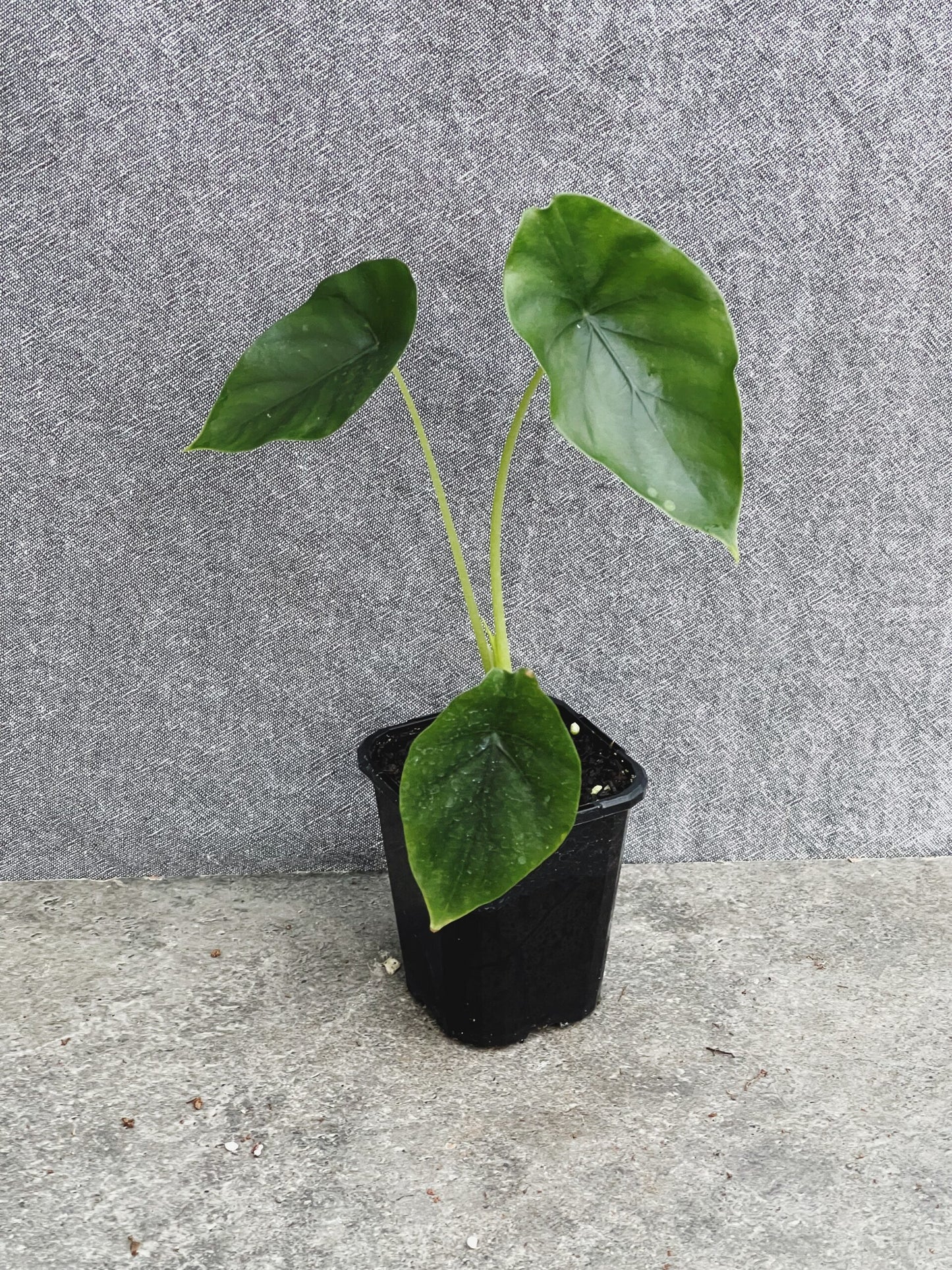 Alocasia Clypeolata