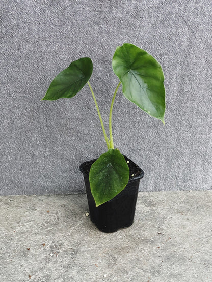 Alocasia Clypeolata