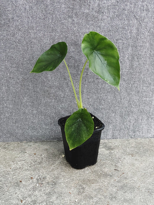 Alocasia Clypeolata