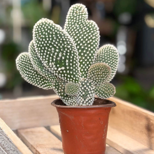 Easy care cactus plant Auckland 