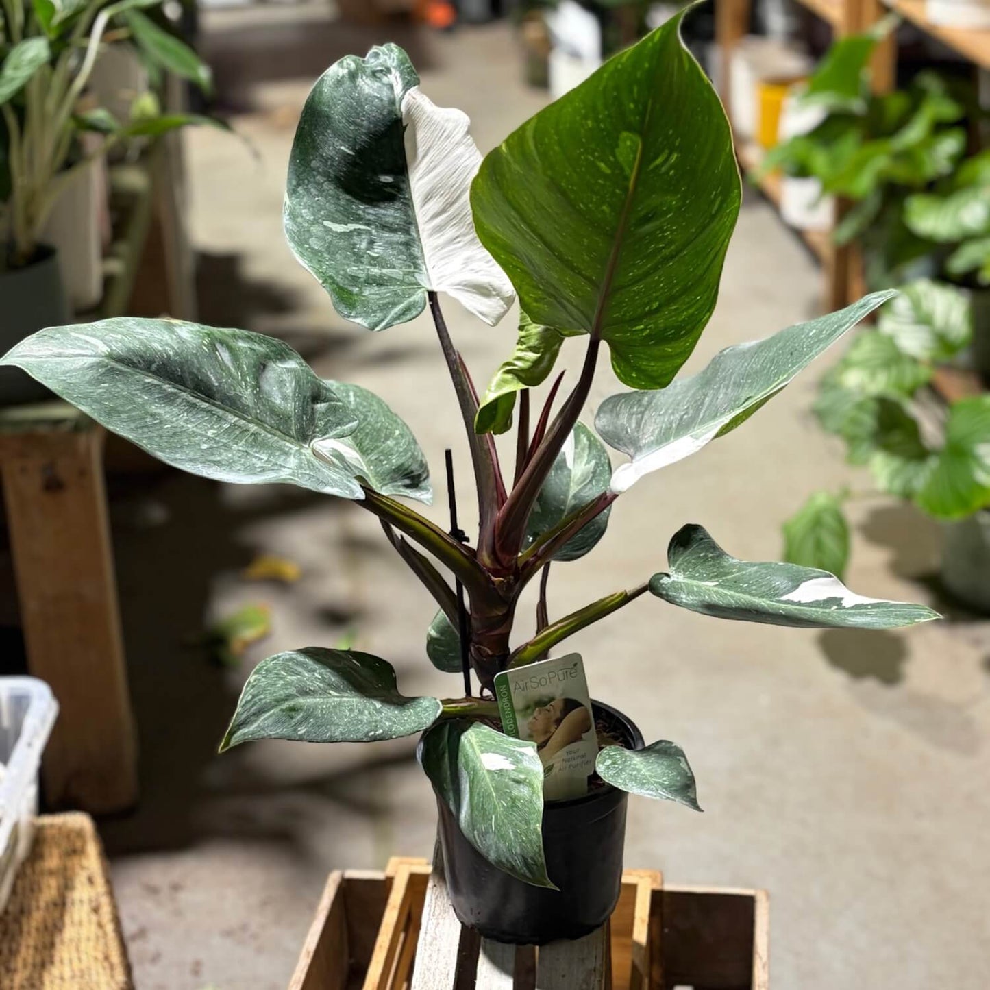 Indoor Plant Rare NZ White Knight