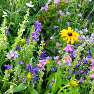 Wildflower Garden Blend (15g of Mixed Seeds)