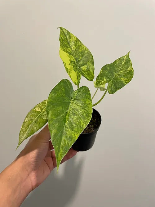 Yellow Variegated Elephant Ears