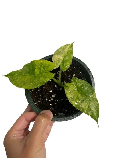 Yellow Variegated Elephant Ears