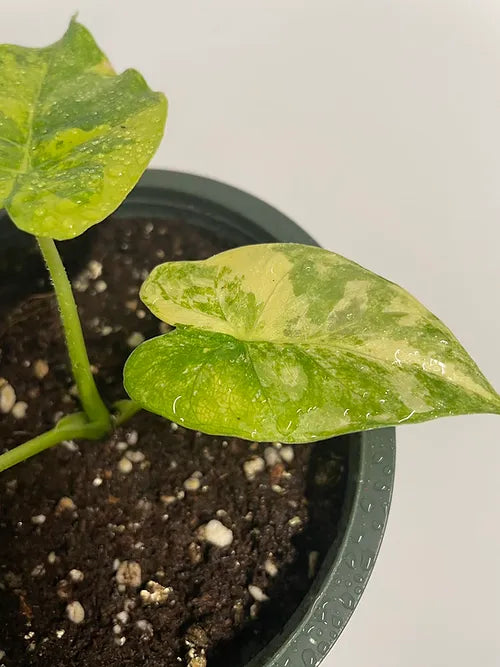 Yellow Variegated Elephant Ears