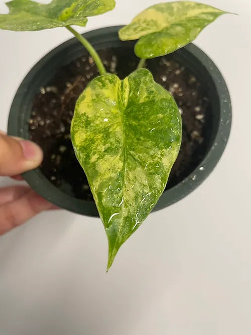 Yellow Variegated Elephant Ears