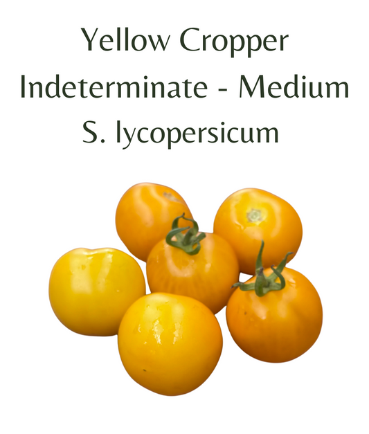 Yellow_Cropper_Tomato_10_seeds