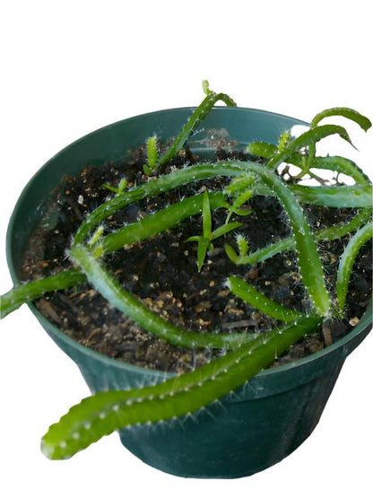 Dragon Fruit, Yellow (Starter plant)