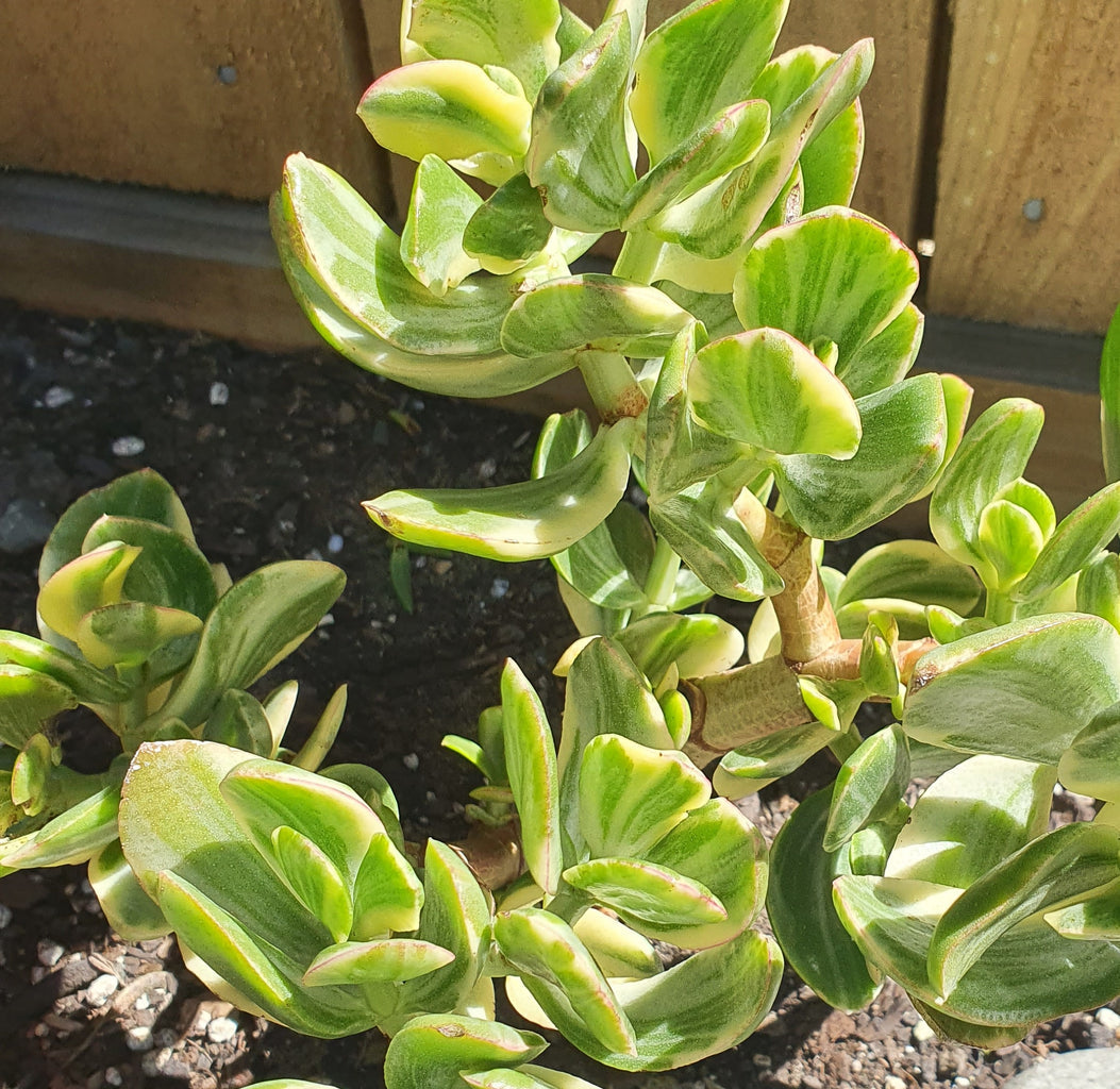 Crassula Ovata Tricolor | Variegated Jade Plant