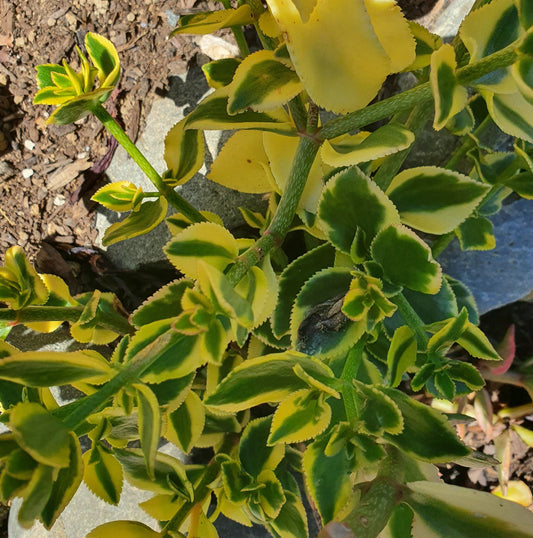 Crassula Sarmentosa Comet | Variegated Trailing Jade Plant
