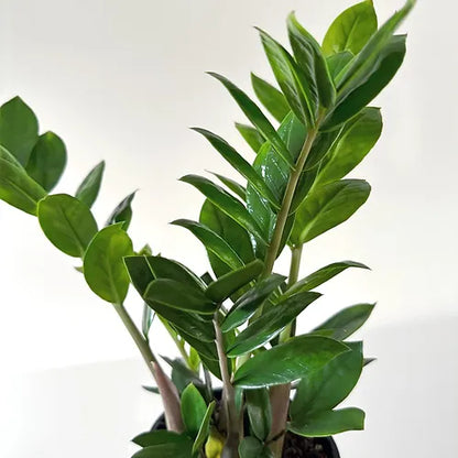 ZZ Plant (Zanzibar Gem)