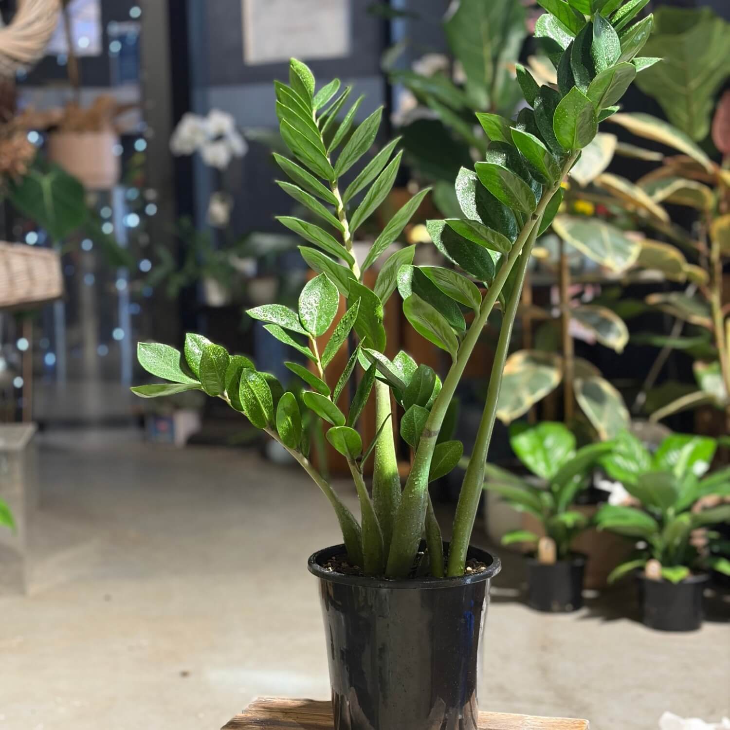 ZZ Plant Indoor Plant NZ