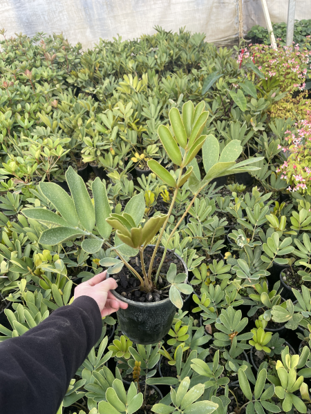 Cardboard Plant | Zamia furfuracea 3.3ltr