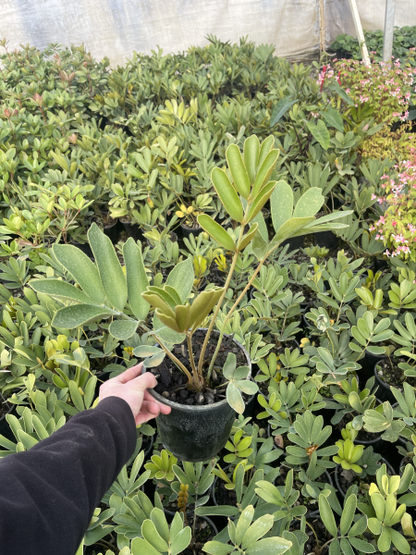 Cardboard Plant | Zamia furfuracea 3.3ltr