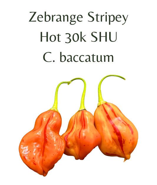 Zebrange_Stripey_Chilli_Seeds_10_seeds