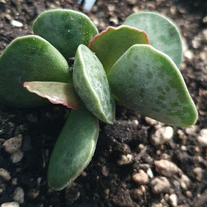 Adromischus Cooperi | Plover Eggs Plant