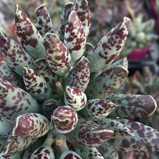Adromischus Festivus