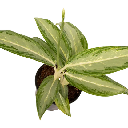 Aglaonema 'White Rain' 12cm
