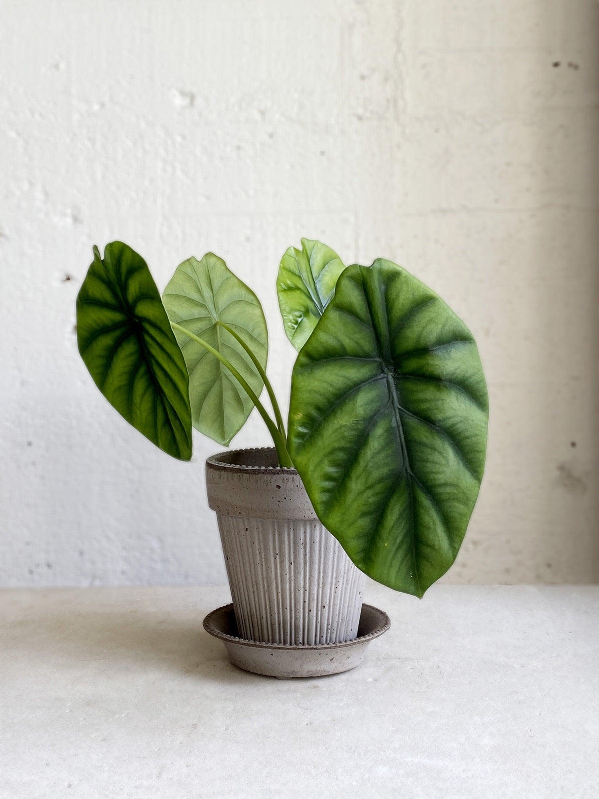 Alocasia 'Green Shield'