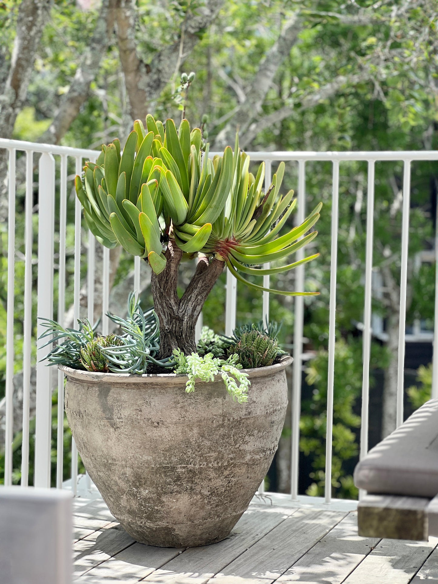 Aloe plicatilis - fan aloe