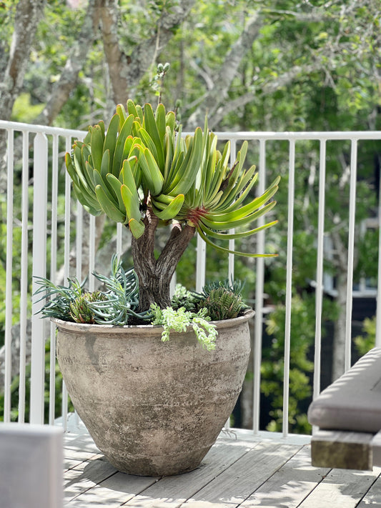 Aloe plicatilis - fan aloe