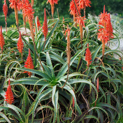 Aloe Arborescens | Torch Aloe