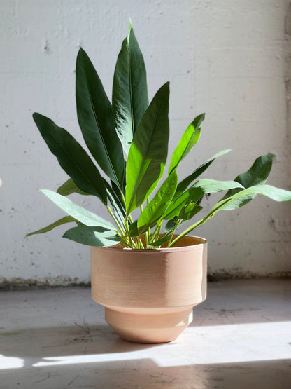 Anthurium coriaceum (Paddle leaf)