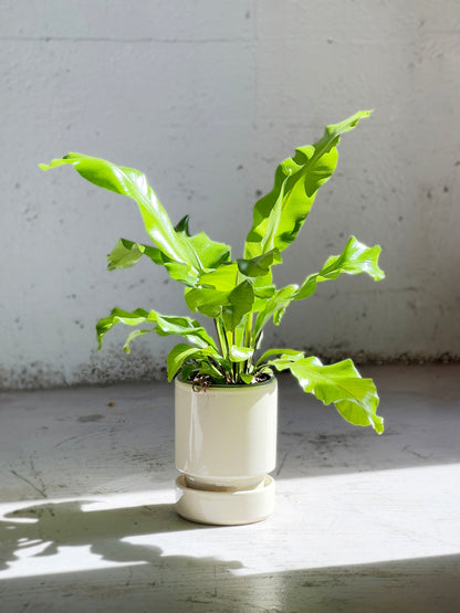 Asplenium nidus  (Birdsnest Fern)