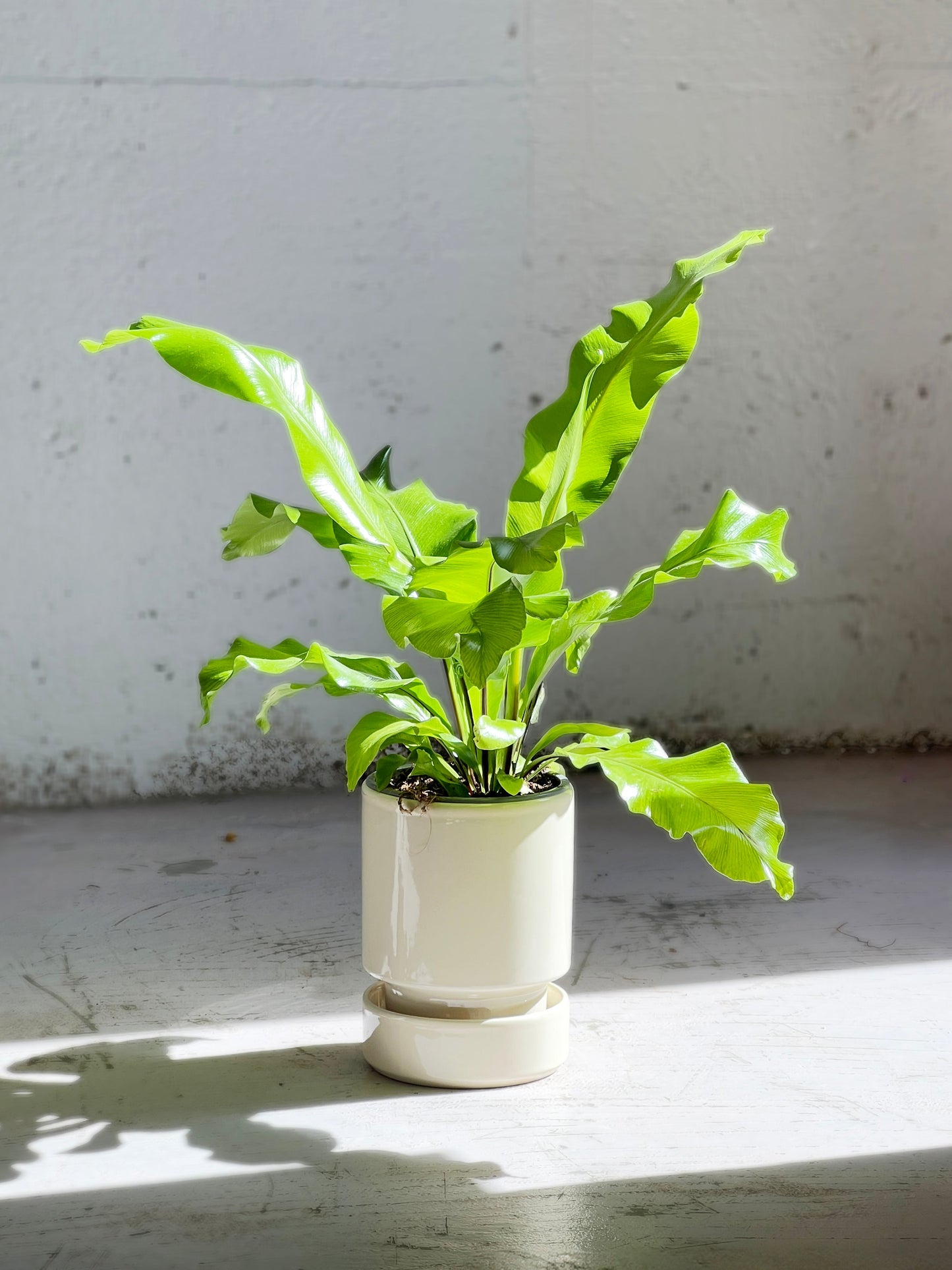 Asplenium nidus  (Birdsnest Fern)