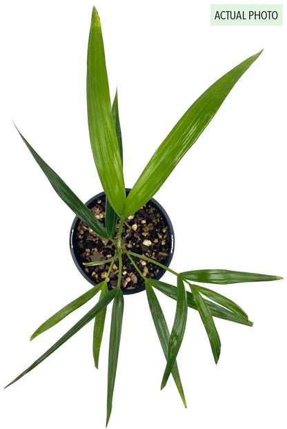 Close-up top down view of juvenile potted Laccospadic australasica (Atherton Palm)