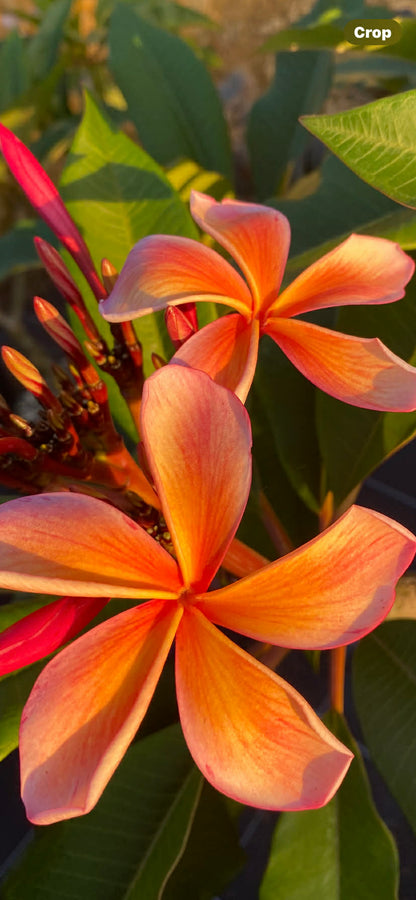 ?!label-Indicative photo