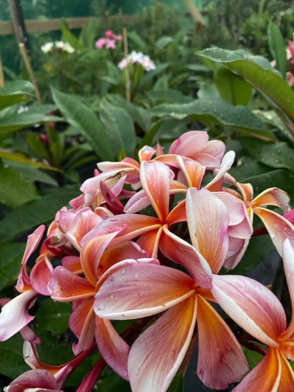 ?!label-Indicative photo