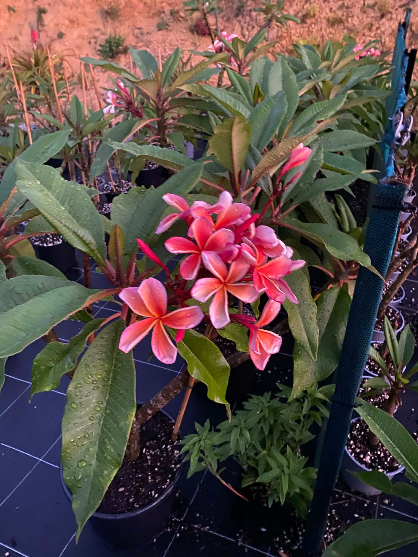 ?!label-Indicative photo