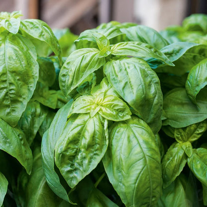 Basil 'Genovese Giant' (500 seeds)