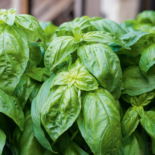 Basil 'Genovese Giant' (500 seeds)