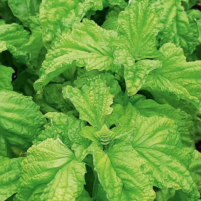 Basil 'Lettuce Leaf' (500 seeds)