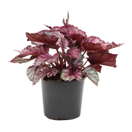 Begonia rex