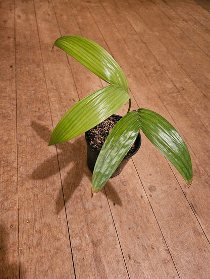 Areca Catechu (Dwarf Betel Nut Palm)