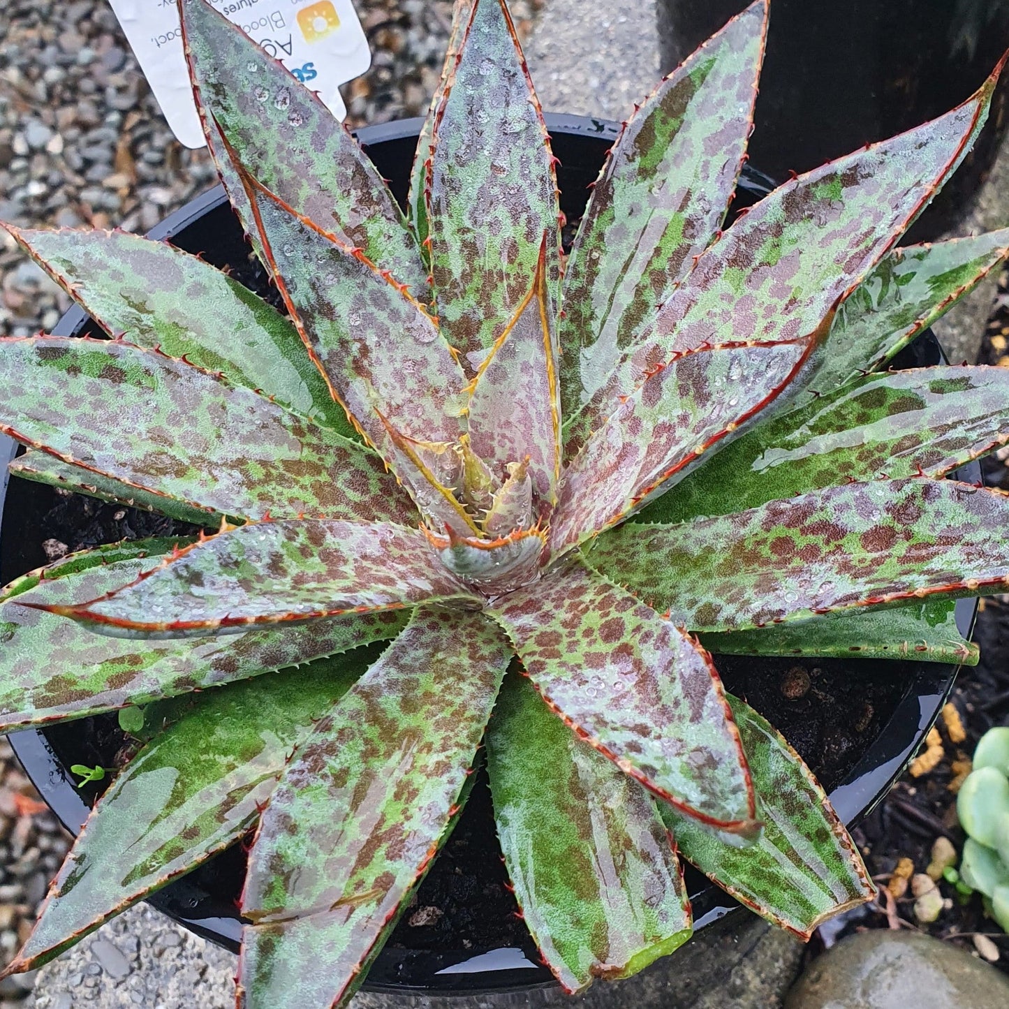 Mangave Bloodspot