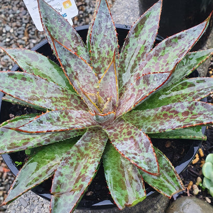 Mangave Bloodspot
