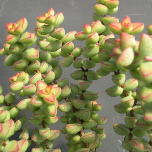 Crassula Brevifolia