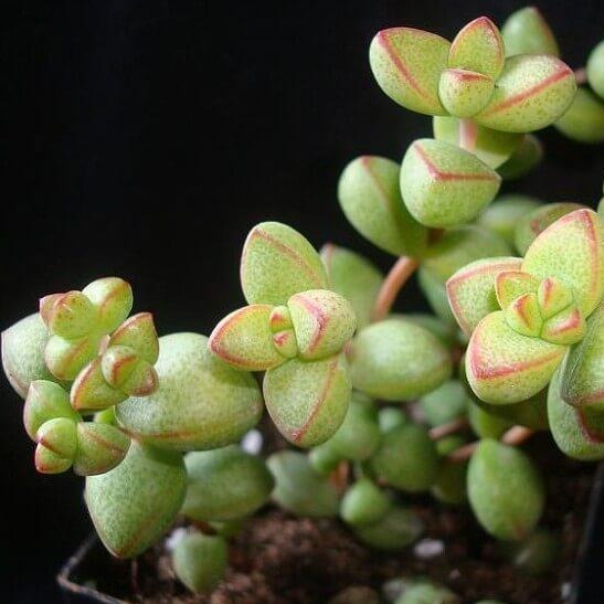 Crassula Brevifolia