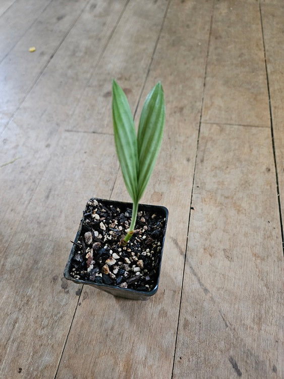 Pinanga bukittinggi seedling