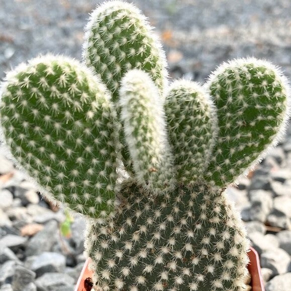 Opuntia Microdasys White | Bunny Ears Cactus