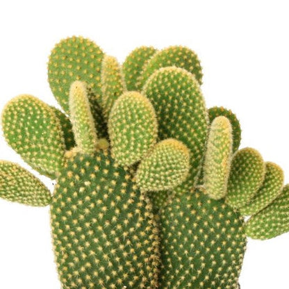 Opuntia Microdasys Yellow | Bunny Ears Cactus