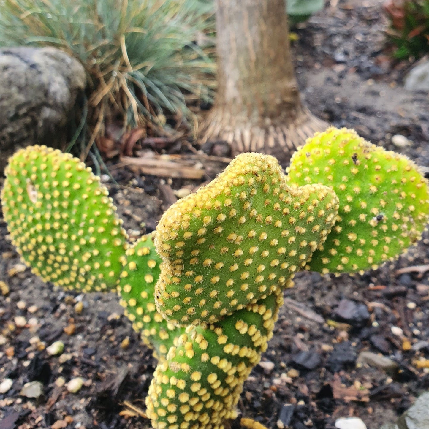 Opuntia Microdasys Yellow | Bunny Ears Cactus