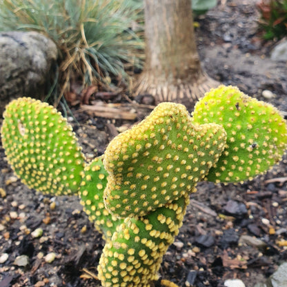 Opuntia Microdasys Yellow | Bunny Ears Cactus