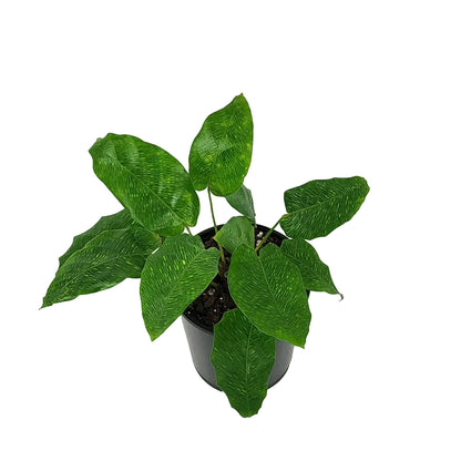 Calathea musaica 'Network'
